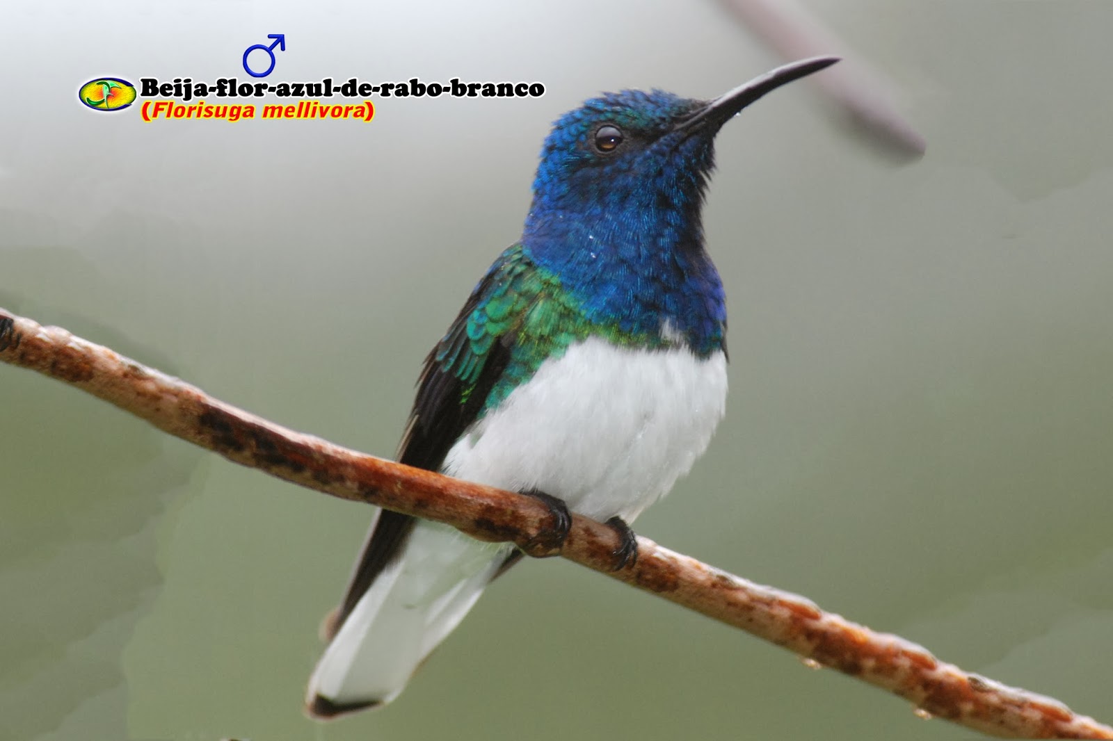 Zoologia Beijaflorazulderabobranco (Florisuga mellivora)